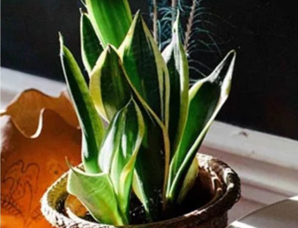 cropped-planta-em-apartamento.jpg